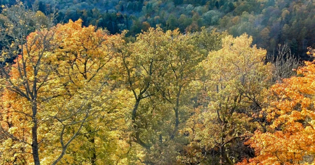 Gaujas senlejas zelta rudens ainava Paradīzes kalna takā Siguldā