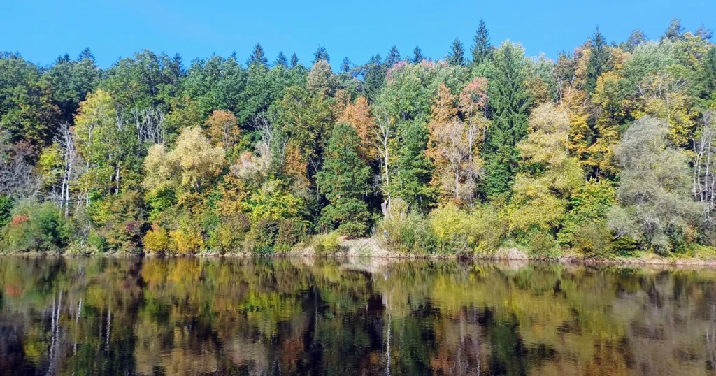 Rudens mežs Gaujas krastā un tā atspulgs ūdenī Rāmkalnu dabas takas maršrutā